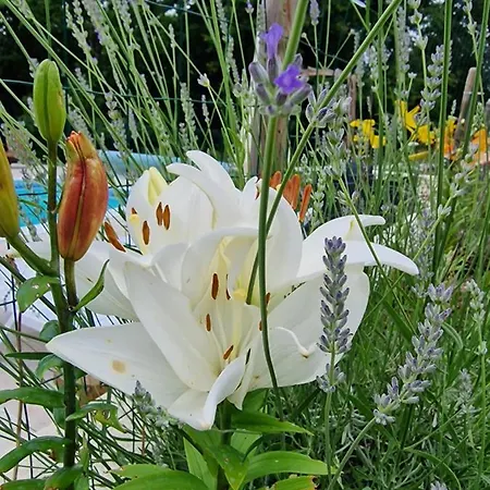 Daire La Forestine Bergerac