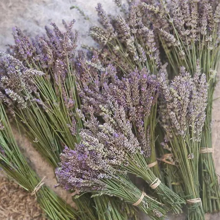 La Forestine Bergerac