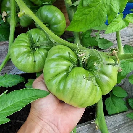 Daire La Forestine Bergerac