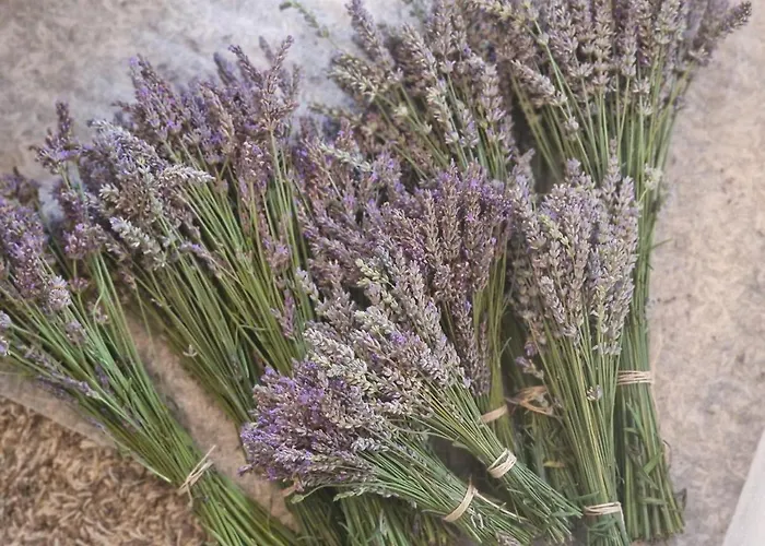 La Forestine 贝尔热拉克