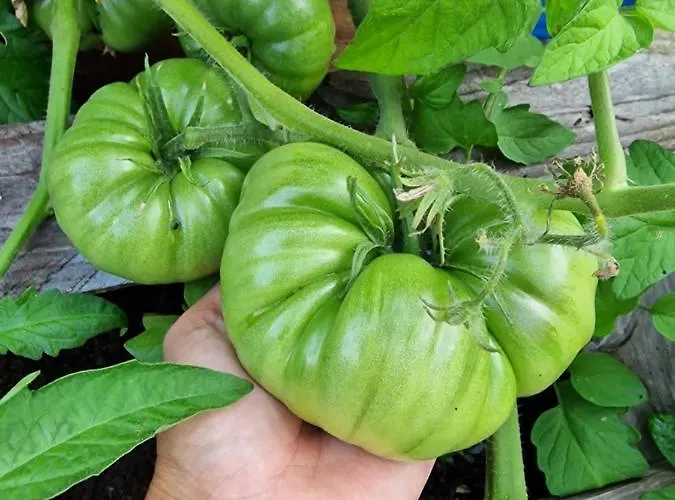 Apartment La Forestine Bergerac